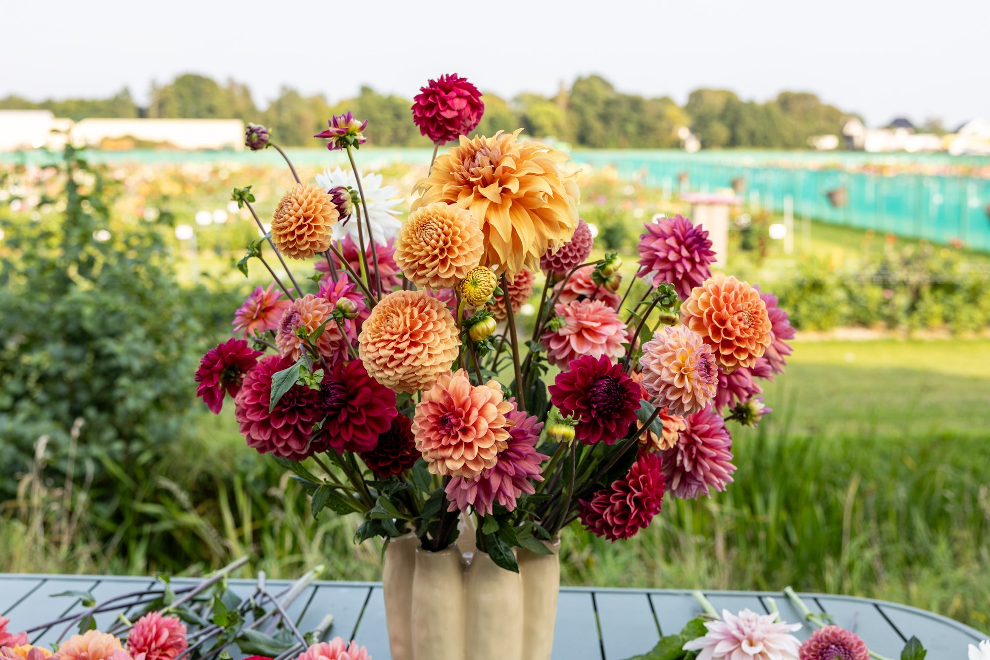 Dahlia Mix
